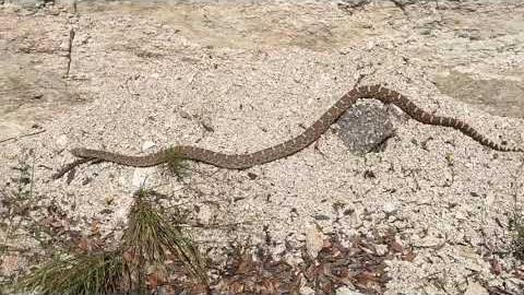 Watch: A beautiful gopher snake
